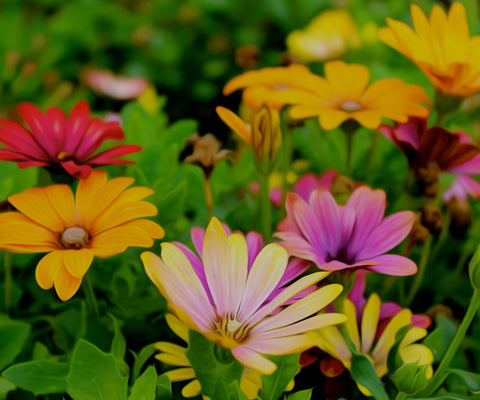 Image of Diamond painting of a vibrant wildflower field in full bloom.