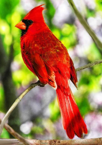 Image of Vibrant diamond painting of a male Northern Cardinal perched on a branch, showcasing its striking red plumage