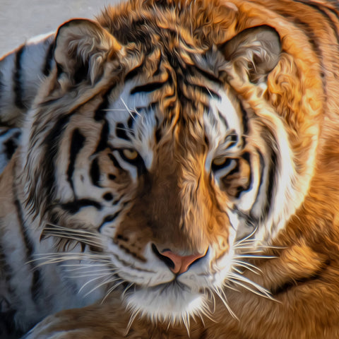 Image of Diamond painting of a Bengal tiger attentively observing its surroundings.