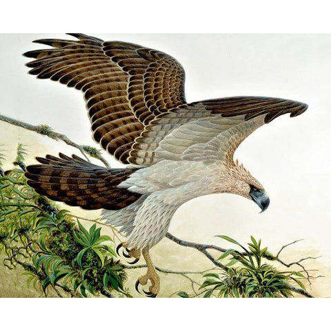 Image of Diamond painting of a Philippine Eagle soaring through the sky, its wings spread wide