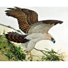 Diamond painting of a Philippine Eagle soaring through the sky, its wings spread wide