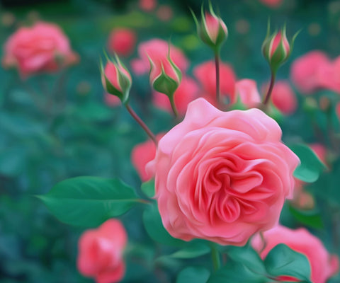 Image of A field of blooming pink roses, with some buds still closed.