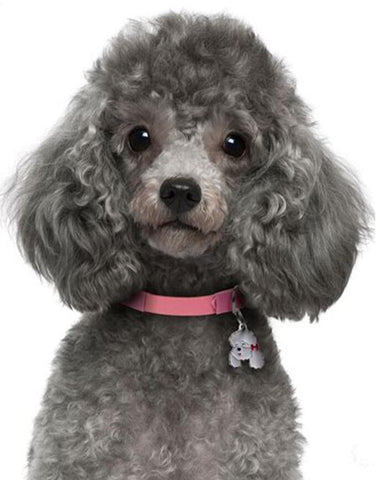 Image of Diamond painting kit featuring a portrait of an adorable poodle puppy with a pink collar.