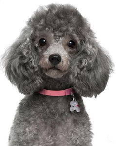 Diamond painting kit featuring a portrait of an adorable poodle puppy with a pink collar.
