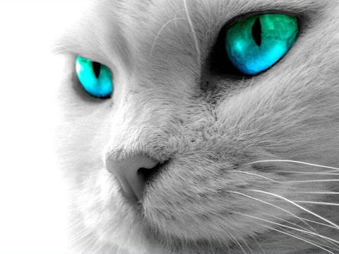 Image of Diamond painting of a a portrait of a majestic white cat.