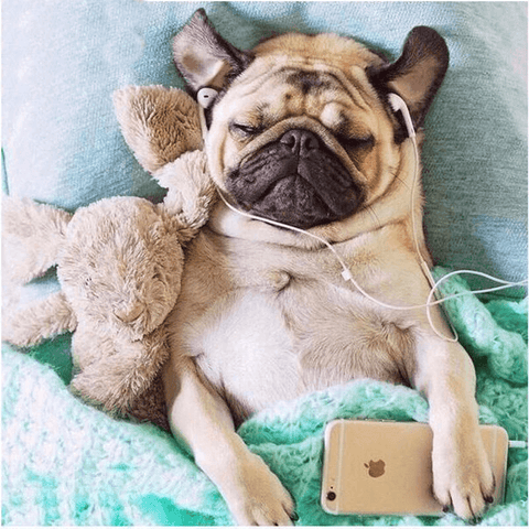 Image of Diamond painting of a cute pug dog listening to music with headphones and a phone