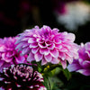 Diamond painting of a close-up of a purple Dahlia flower.