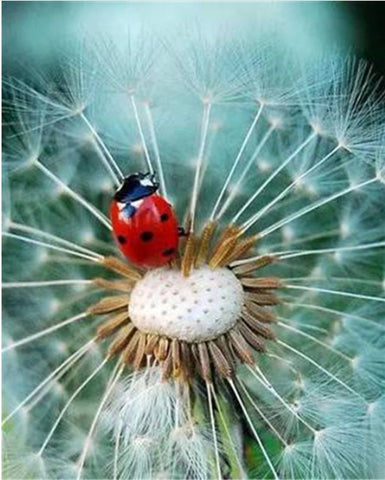 Image of Diamond painting of a realistic dandelion in full bloom.