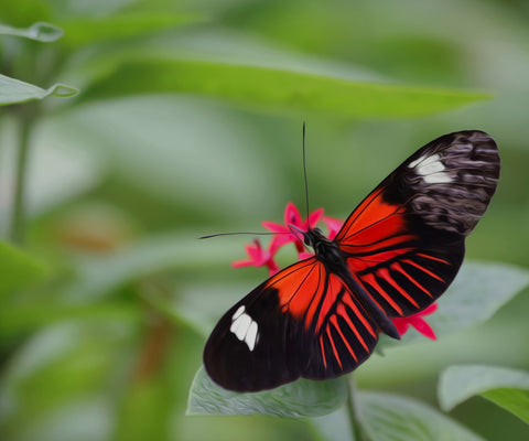 Image of A vibrant red butterfly with black and white markings, perched on a pink flower.