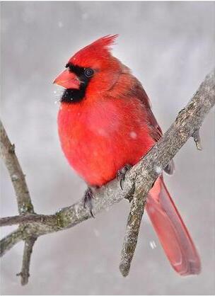 Image of Vibrant diamond painting of a male Northern Cardinal perched on a snow-covered branch, showcasing its striking red plumage