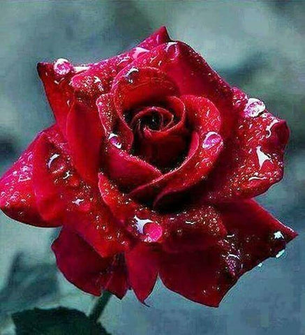 Image of Diamond Painting of a Red Rose with Water Drops