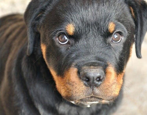 Image of Diamond Painting of a Rottweiler Puppy