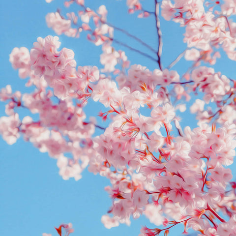 Image of Diamond Painting of Delicate Pink Sakura Blossoms Against a Blue Sky