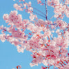 Diamond Painting of Delicate Pink Sakura Blossoms Against a Blue Sky