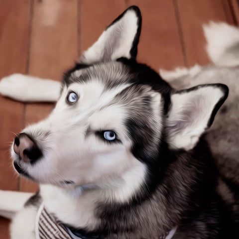 Image of Diamond Painting of a Siberian Husky with Striking Blue Eyes