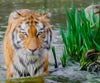Diamond painting of a majestic Siberian tiger standing in a crystal-clear lake.