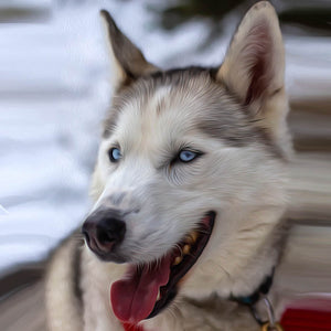 Diamond painting of a beautiful Siberian Husky with blue eyes