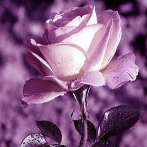 Image of Diamond painting of a pink rose.