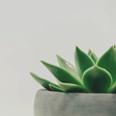 Image of Diamond Painting of a Succulent Plant in a Pot