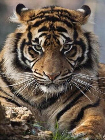 Image of Diamond painting of a Sumatran tiger with a striped coat