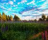 Diamond Painting of a Summer Landscape with Lupine Flowers and a Blue Sky