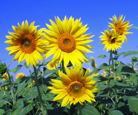 Image of Diamond Painting of Sunflowers in a Field Against a Blue Sky