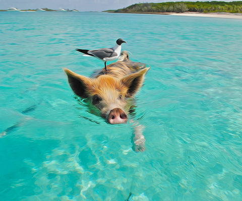 Image of Diamond Painting of a Pig Swimming in Turquoise Water with a Seagull on Its Head