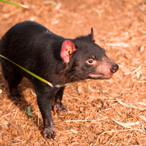 Image of Diamond Painting of a Tasmanian Devil