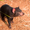 Diamond Painting of a Tasmanian Devil