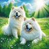 adorable diamond painting of two fluffy white Chow Chow puppies playing in a sunny meadow