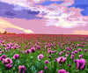 Field of Purple Roses