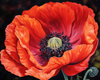 Diamond Painting of a Vibrant Red Poppy Flower