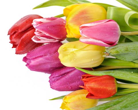 Image of Diamond painting of vibrant tulips in full bloom.