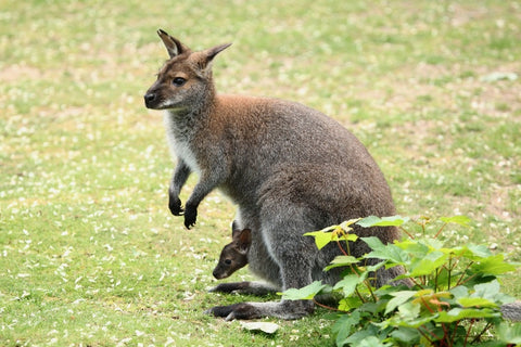 Image of Diamond Painting of a Wallaby with a Joey in its Pouch