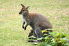 Diamond Painting of a Wallaby with a Joey in its Pouch