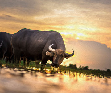 Diamond Painting of a Water Buffalo Drinking Water at Sunset