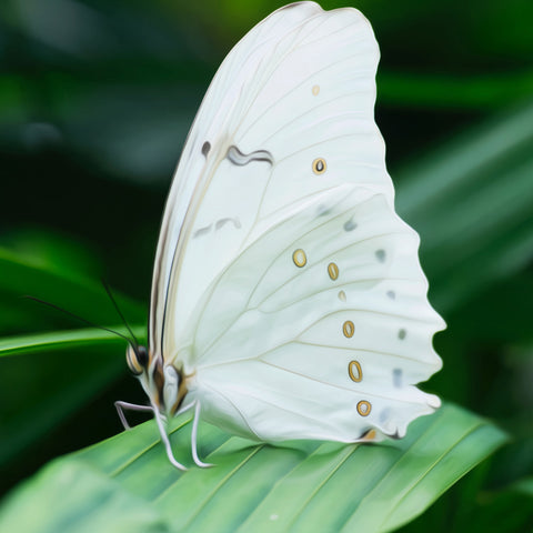 Image of A diamond painting of a beautiful white butterfly perched on a green leaf.