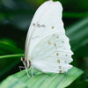 A diamond painting of a beautiful white butterfly perched on a green leaf.