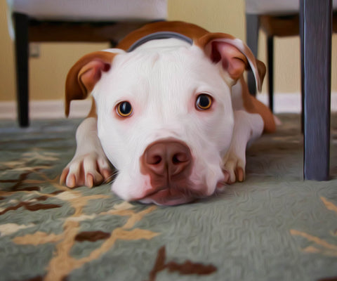 Image of Diamond Painting of a White Pit Bull with Brown Ears