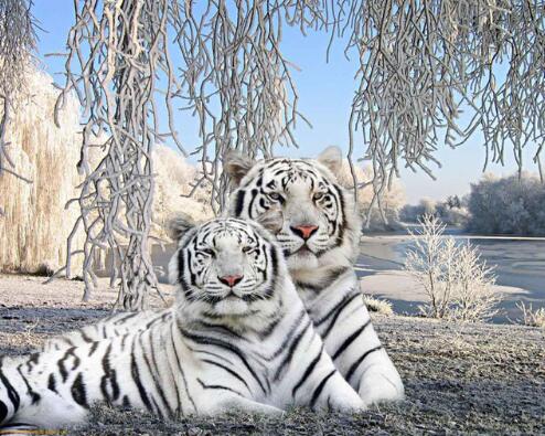Diamond painting of two white tigers lying close together.