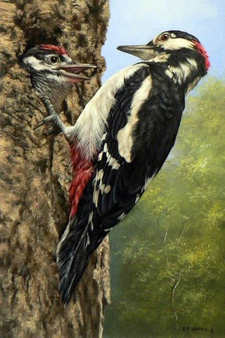 Image of Diamond Painting of a Woodpecker Feeding Its Young