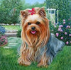 A cute Yorkshire Terrier sitting in a garden.