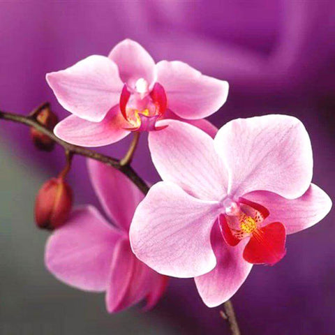 Image of Pink Orchid Flower - DIY Diamond Painting