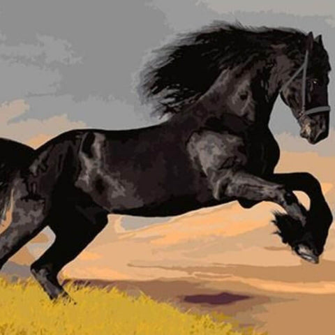 Wild Black Horse - DIY Painting By Numbers