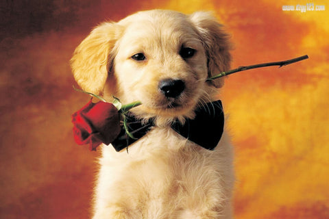 Image of Sweet Puppy with a Rose - DIY Painting By Numbers