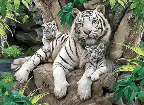 Image of White Tigers - DIY Painting By Numbers