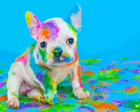 Adorable dog - DIY Painting By Numbers
