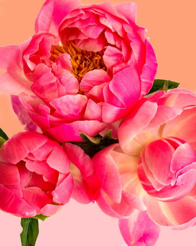 Image of Pink Flower - DIY Painting By Numbers