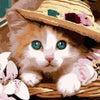 Cute Cat with Hat- DIY Painting By Numbers