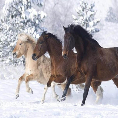Image of Horses in the Snow - DIY Painting By Numbers